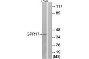 Western blot analysis of extracts from LOVO cells, using GPR17 Antibody. (GPR17 anticorps  (AA 221-270))