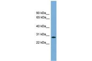 Image no. 1 for anti-Apolipoprotein L Domain Containing 1 (APOLD1) (AA 179-228) antibody (ABIN6746313)
