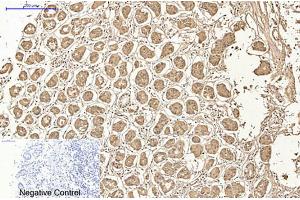 Immunohistochemical analysis of paraffin-embedded human stomach tissue.