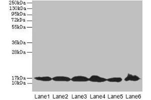 Western blot All lanes: BUD31 antibody at 5 μg/mL Lane 1: Jurkat whole cell lysate Lane 2: Raji whole cell lysate Lane 3: NIH/3T3 whole cell lysate Lane 4: K562 whole cell lysate Lane 5: HepG2 whole cell lysate Lane 6: U251 whole cell lysate Secondary Goat polyclonal to rabbit IgG at 1/10000 dilution Predicted band size: 17, 18 kDa Observed band size: 17 kDa (BUD31 anticorps  (AA 1-144))