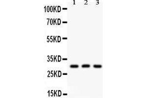 Anti- HOXA9 antibody, Western blotting All lanes: Anti HOXA9  at 0. (HOXA9 anticorps  (AA 1-204))