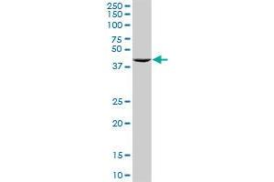 RNH1 MaxPab rabbit polyclonal antibody. (RNH1 anticorps  (AA 1-461))
