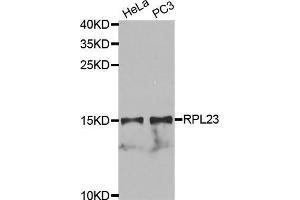 Western Blotting (WB) image for anti-Ribosomal Protein L23 (RPL23) (AA 1-140) antibody (ABIN1682575) (RPL23 anticorps  (AA 1-140))