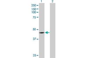 Western Blot analysis of CCNE2 expression in transfected 293T cell line by CCNE2 MaxPab polyclonal antibody.