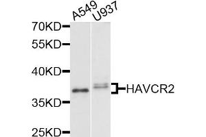 Western blot analysis of extracts of various cells, using HAVCR2 antibody. (TIM3 anticorps)