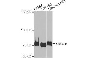 Western blot analysis of extracts of various cell lines, using XRCC6 antibody. (XRCC6 anticorps)
