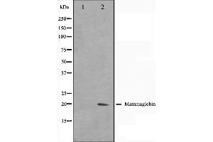 Western blot analysis on HepG2 cell lysate using Mammaglobin Antibody. (Mammaglobin A anticorps  (Internal Region))