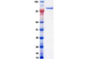 Validation with Western Blot