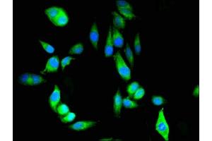 Immunofluorescent analysis of Hela cells using ABIN7162945 at dilution of 1:100 and Alexa Fluor 488-congugated AffiniPure Goat Anti-Rabbit IgG(H+L)