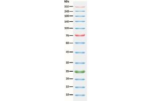 SDS-PAGE (SDS) image for ExcelBand™ 3-color Extra Range Protein Marker (ABIN5662599)
