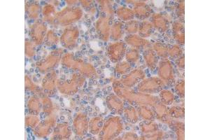 Used in DAB staining on fromalin fixed paraffin- embedded Kidney tissue (OCT4 anticorps  (AA 136-360))