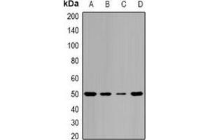 Western blot analysis of Pontin 52 expression in MCF7 (A), HepG2 (B), mouse spleen (C), mouse brain (D) whole cell lysates. (RUVBL1 anticorps)