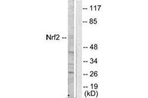 Western blot analysis of extracts from HuvEc cells, using Nrf2 Antibody. (NRF2 anticorps  (AA 556-605))