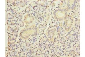 Immunohistochemistry of paraffin-embedded human pancreatic tissue using ABIN7150520 at dilution of 1:100 (DNAJB4 anticorps  (AA 1-337))