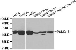 Western blot analysis of extracts of various cell lines, using PSMD13 Antibody. (PSMD13 anticorps)