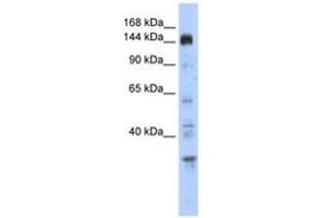 Image no. 1 for anti-Period Circadian Protein 2 (PER2) (C-Term) antibody (ABIN6742875) (PER2 anticorps  (C-Term))