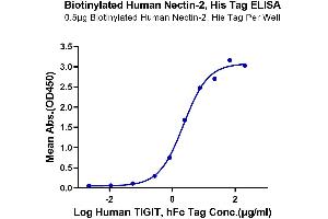 Immobilized Biotinylated Human Nectin-2, His Tag at 5 μg/mL (100 μL/well) on the plate. (PVRL2 Protein (His-Avi Tag,Biotin))