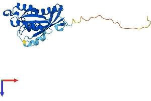 AlphaFold protein structure predicition of Human Recombinant RAB2B Protein, UniprotID Q8WUD1