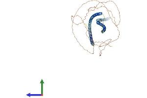 AlphaFold protein structure predicition of Human Recombinant KRT2 Protein, UniprotID P35908