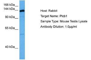 Host: Rabbit Target Name: PLCB1 Sample Tissue: Mouse Testis Antibody Dilution: 1ug/ml (Phospholipase C beta 1 anticorps  (C-Term))