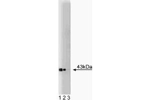 Western blot analysis of Connexin-43 on a rat cerebrum lysate. (Connexin 43/GJA1 anticorps  (AA 252-270))