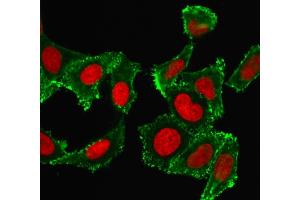 Confocal immunofluorescence image HeLa cells using CD44 Mouse Monoclonal Antibody (DF1485) labeled Green (CF488) and Reddot is used to label the nuclei Red.
