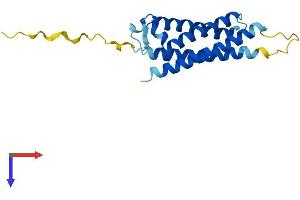 AlphaFold protein structure predicition of Mouse Recombinant Mal2 Protein, UniprotID Q8BI08