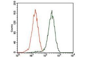 Flow cytometric analysis of HEK293 cells using GATA6 mouse mAb (green) and negative control (red).