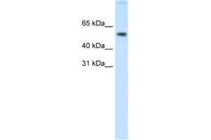 Western Blotting (WB) image for anti-V-Akt Murine Thymoma Viral Oncogene Homolog 1 (AKT1) antibody (ABIN2463692) (AKT1 anticorps)