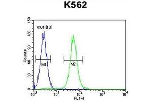 AASS Antibody (C-term) flow cytometric analysis of K562 cells (right histogram) compared to a negative control cell (left histogram). (AASS anticorps  (C-Term))