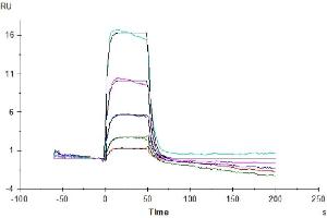 Human IL-2 R beta, His Tag captured on CM5 Chip via anti-His antibody can bind Human IL-2, No Tag with an affinity constant of 0.