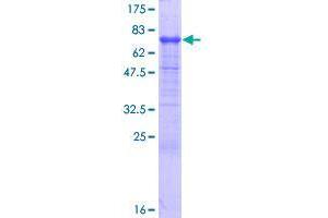 Image no. 1 for TAP Binding Protein-Like (TAPBPL) (AA 1-468) protein (GST tag) (ABIN1322150)
