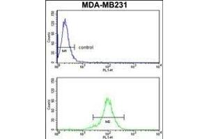 RPGRIP1 Antibody (Center) (ABIN652816 and ABIN2842532) flow cytometry analysis of MDA-M cells (bottom histogram) compared to a negative control cell (top histogram). (RPGRIP1 anticorps  (AA 530-557))