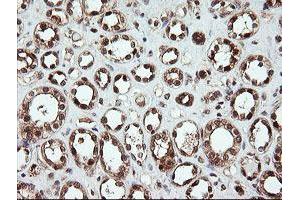 Image no. 6 for anti-OTU Domain, Ubiquitin Aldehyde Binding 1 (OTUB1) antibody (ABIN1499933)