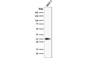 Western Blot Analysis of MCF-7 cells using Bcl-2 Mouse Monoclonal Antibody (124). (Bcl-2 anticorps  (AA 41-54))