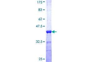 Splicing Factor Proline/glutamine-Ric (SFPQ) (AA 269-361) protein (GST tag)