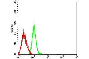 Flow cytometric analysis of HL-60 cells using CCL4 mouse mAb (green) and negative control (red). (CCL4 anticorps  (AA 24-92))