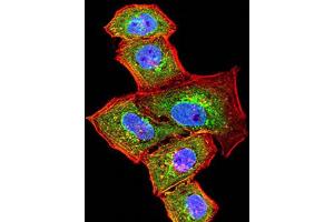 Immunofluorescence analysis of Hela cells using BCL6 mouse mAb (green).