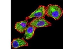 Immunofluorescence analysis of Hela cells using CD370 mouse mAb (green).