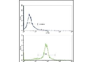 Flow cytometric analysis of hela cells using X6 Antibody (Center)(bottom histogram) comred to a negative control cell (top histogram). (PAX6 anticorps  (AA 183-210))