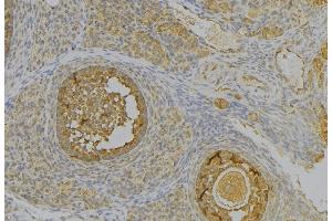 ABIN6277340 at 1/100 staining Human uterus tissue by IHC-P. (PGC anticorps  (Internal Region))
