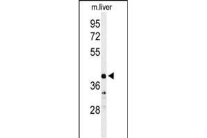 Western blot analysis of CA5B Antibody (C-term) (ABIN652315 and ABIN2841444) in mouse liver tissue lysates (35 μg/lane). (CA5B anticorps  (C-Term))