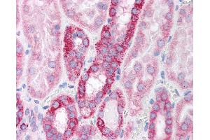 Anti-POLR2B / RPB2 antibody IHC of human kidney. (POLR2B anticorps  (AA 805-854))