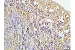 Formalin-fixed and mouse spleen tissue labeled with Anti-HO-2 Polyclonal Antibody, Unconjugated  at 1:200 followed by conjugation to the secondary antibody and DAB staining