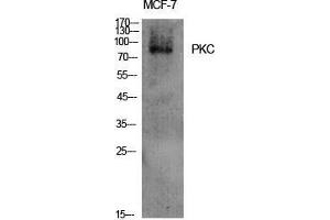 Western Blot (WB) analysis of specific cells using PKC Polyclonal Antibody.