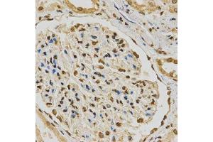 Immunohistochemistry of paraffin-embedded human kidney using HNRNPA2B1 Antibody. (HNRNPA2B1 anticorps  (AA 1-180))