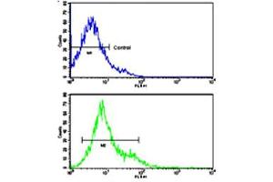 Flow cytometric analysis of Ramos cells using CD247 polyclonal antibody (bottom histogram) compared to a negative control cell (top histogram). (CD247 anticorps  (N-Term))