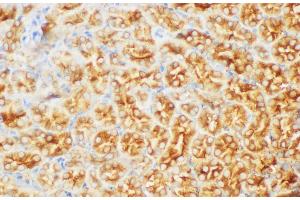 Immunohistochemistry of paraffin-embedded Mouse kidney using FGB Polycloanl Antibody at dilution of 1:200