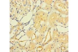 Immunohistochemistry of paraffin-embedded human kidney tissue using ABIN7165442 at dilution of 1:100 (FAM167A anticorps  (AA 1-214))