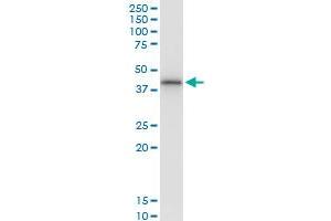 Immunoprecipitation of SNUPN transfected lysate using anti-SNUPN MaxPab rabbit polyclonal antibody and Protein A Magnetic Bead , and immunoblotted with SNUPN MaxPab mouse polyclonal antibody (B01) .